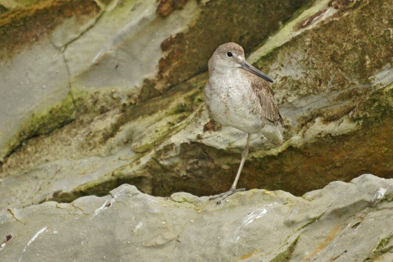 Willet