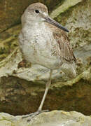 Willet