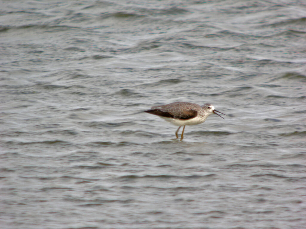 Marsh Sandpiper