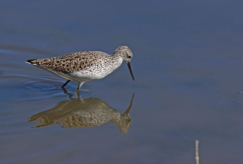 Marsh Sandpiper