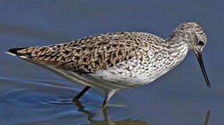 Marsh Sandpiper