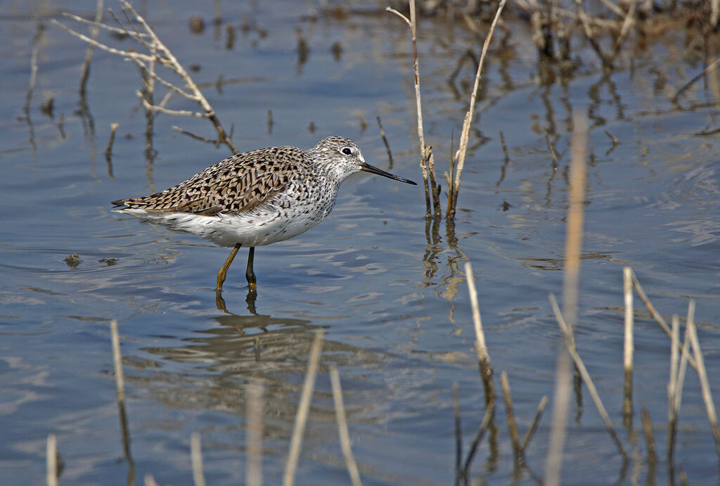 Marsh Sandpiper