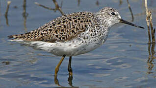 Marsh Sandpiper