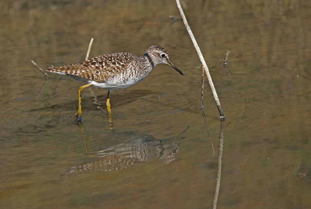 Wood Sandpiper