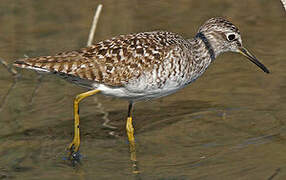 Wood Sandpiper