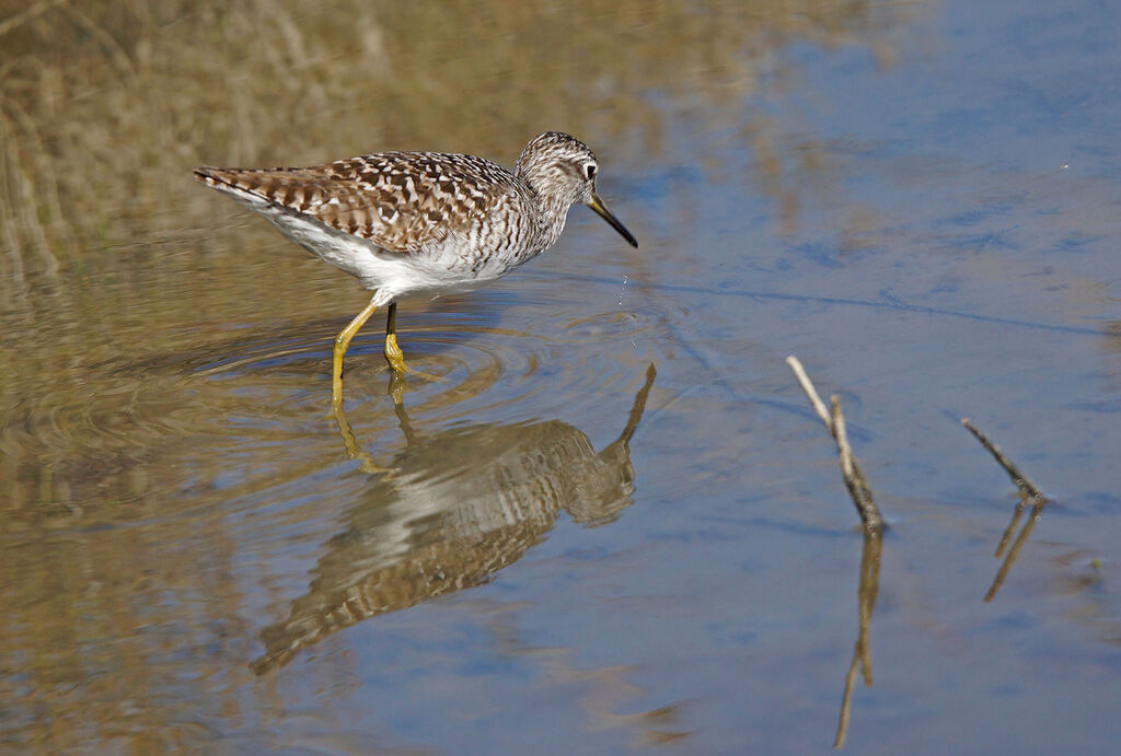 Wood Sandpiper