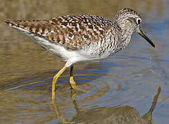 Wood Sandpiper