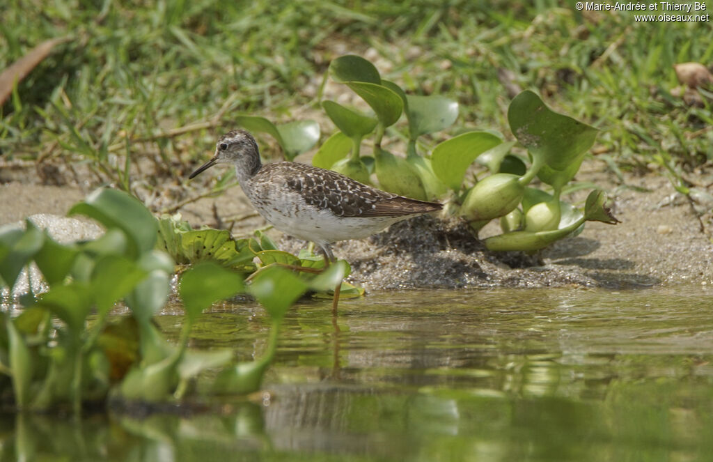 Wood Sandpiper