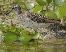 Wood Sandpiper