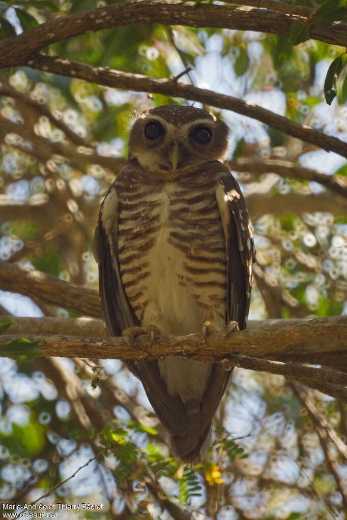 White-browed Owl, identification