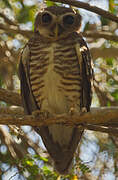 White-browed Owl