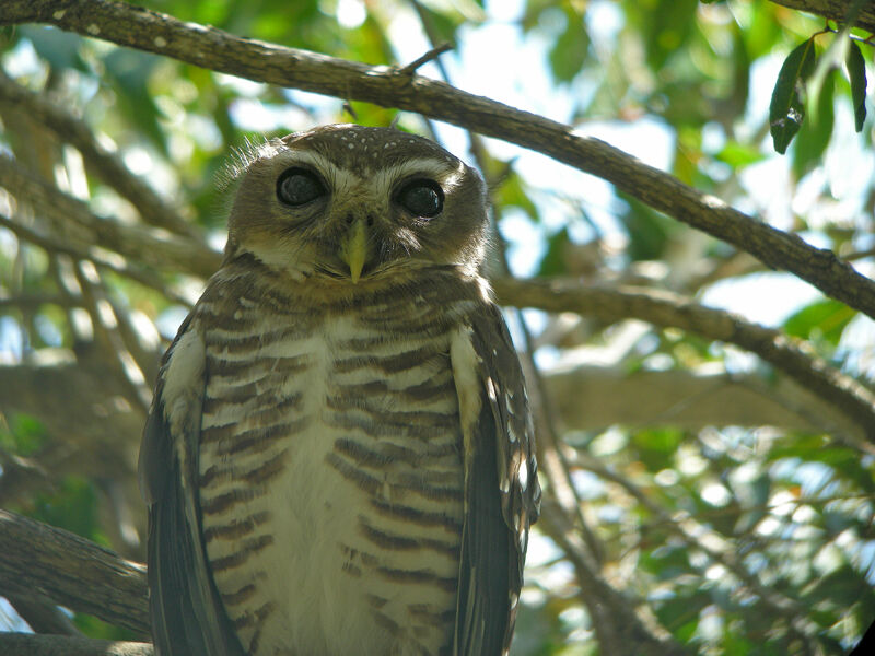 White-browed Owl