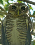 White-browed Owl