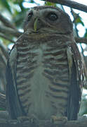 White-browed Owl