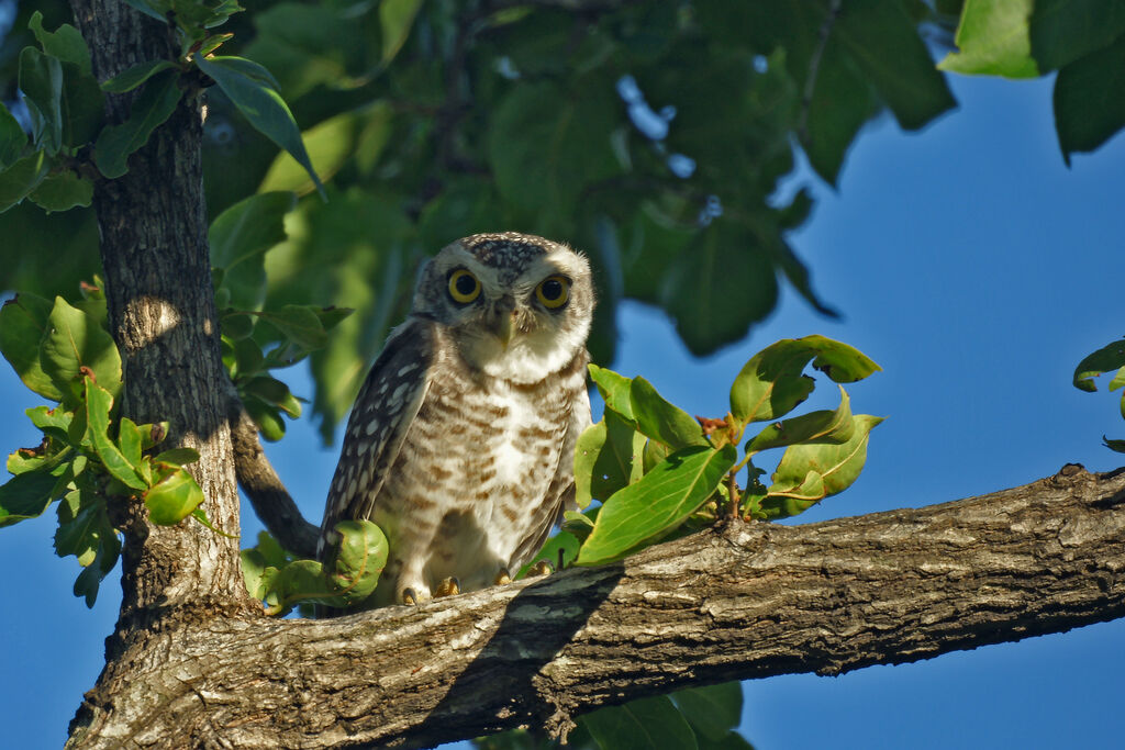 Spotted Owlet, identification