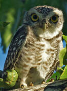 Spotted Owlet