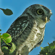 Spotted Owlet