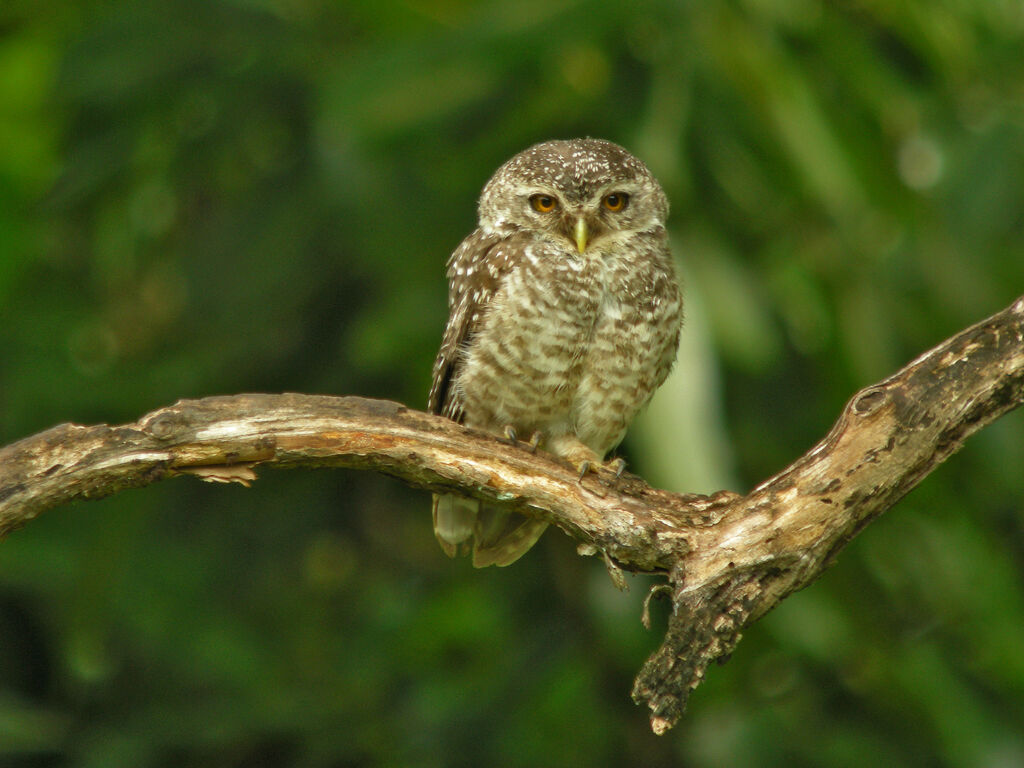 Spotted Owlet