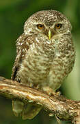 Spotted Owlet