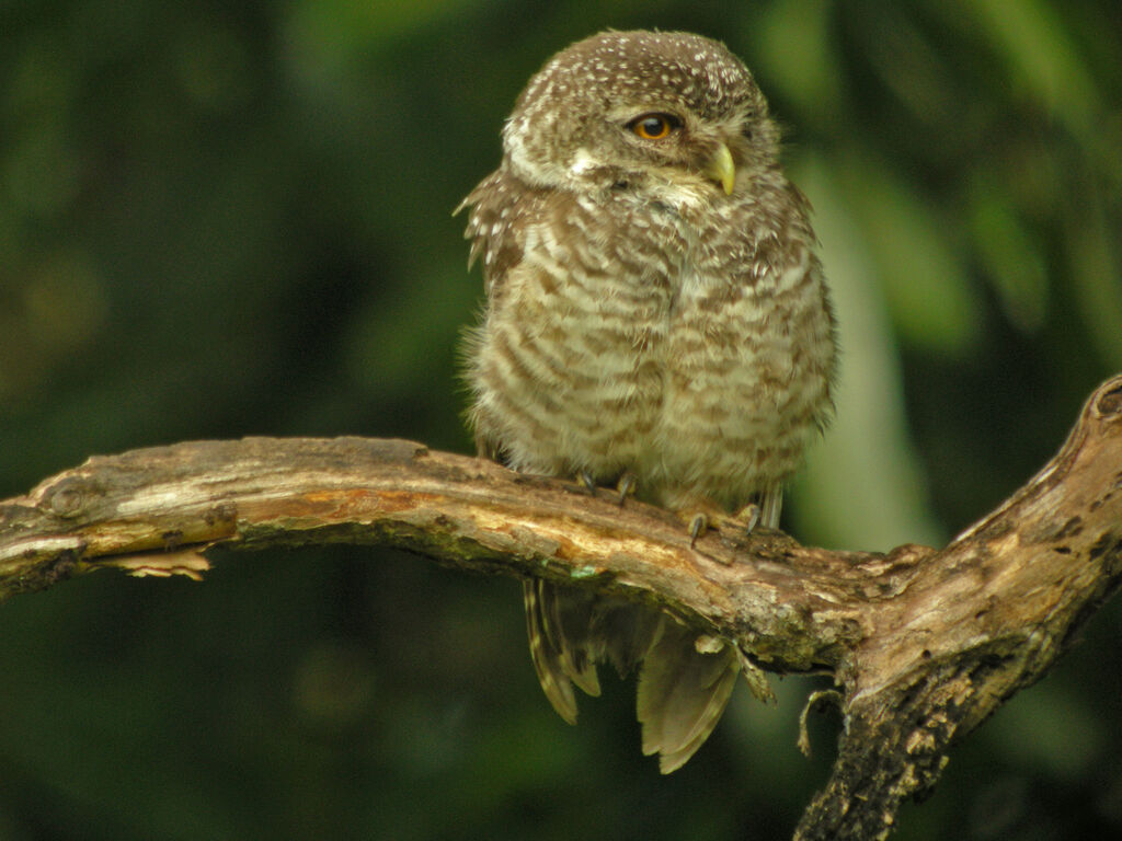 Spotted Owlet