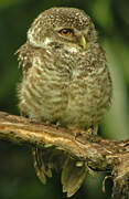 Spotted Owlet