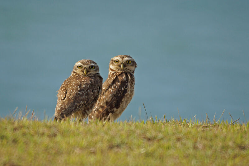 Burrowing Owl