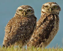 Burrowing Owl