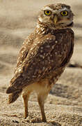 Burrowing Owl