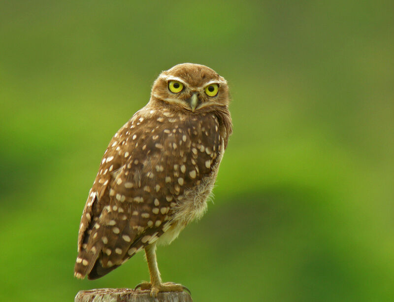 Burrowing Owl