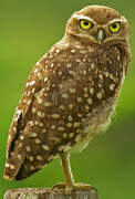 Burrowing Owl