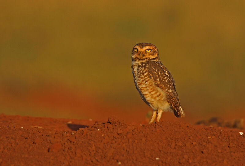 Burrowing Owl