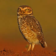 Burrowing Owl