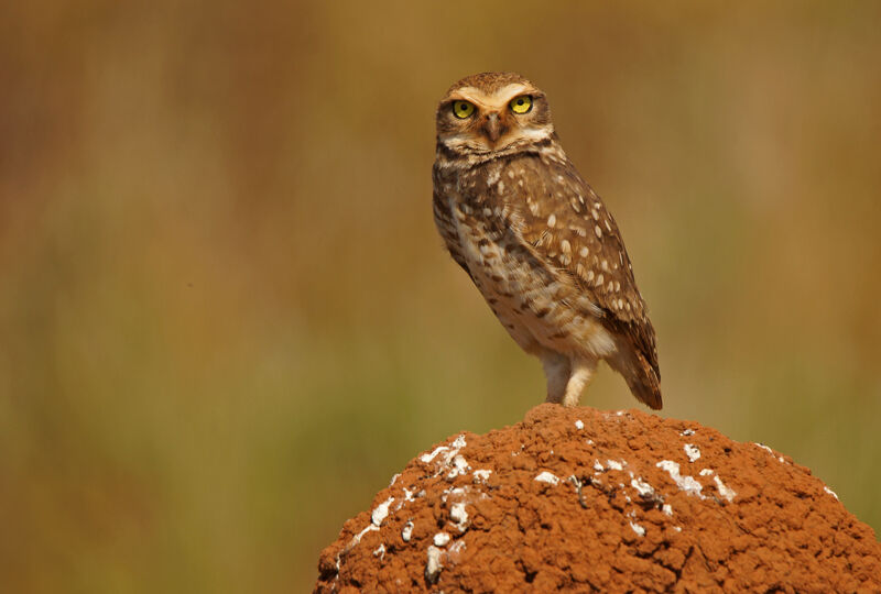 Burrowing Owl