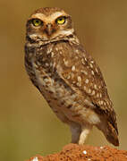 Burrowing Owl