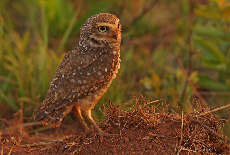 Burrowing Owl