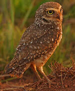 Burrowing Owl