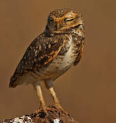 Burrowing Owl