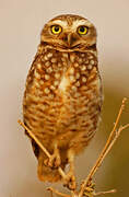 Burrowing Owl