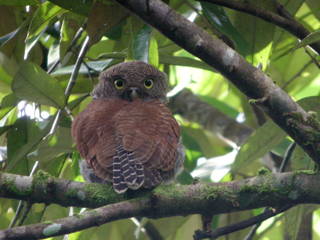 Chestnut-backed Owlet