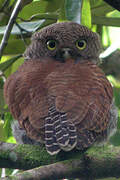 Chestnut-backed Owlet