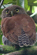 Chestnut-backed Owlet