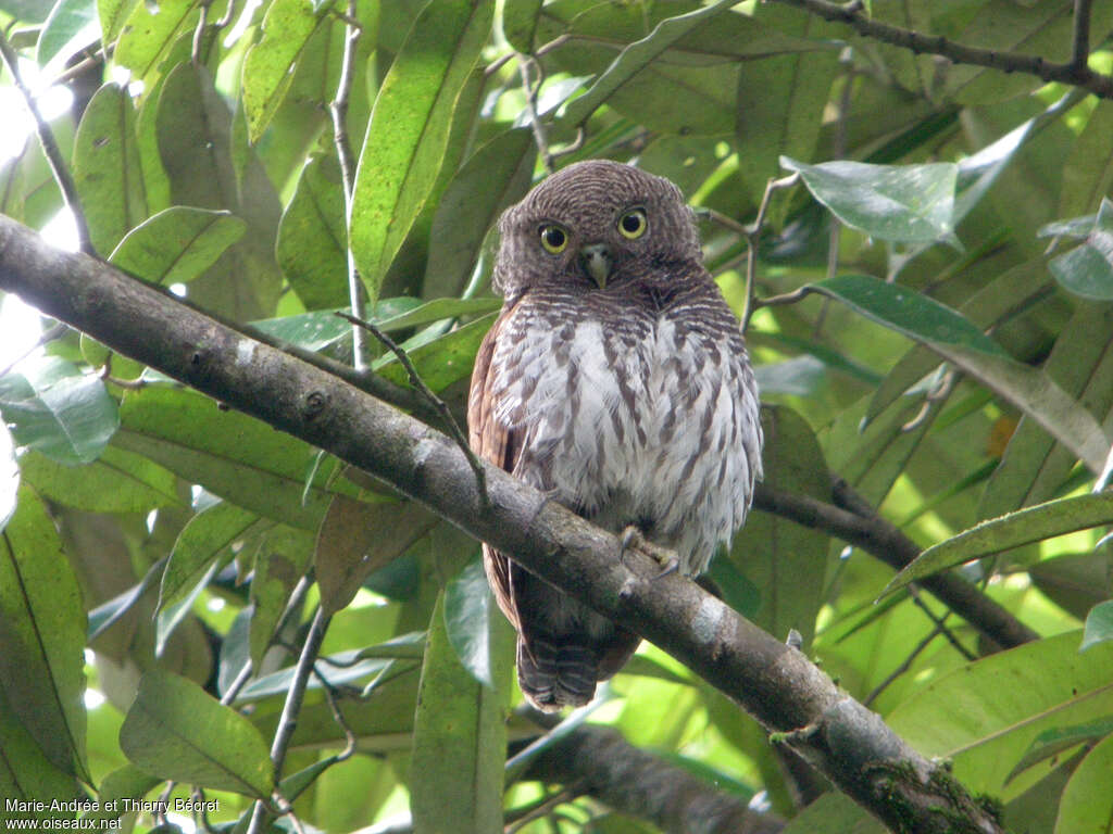 Chevêchette à dos marron, identification