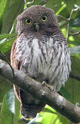 Chestnut-backed Owlet