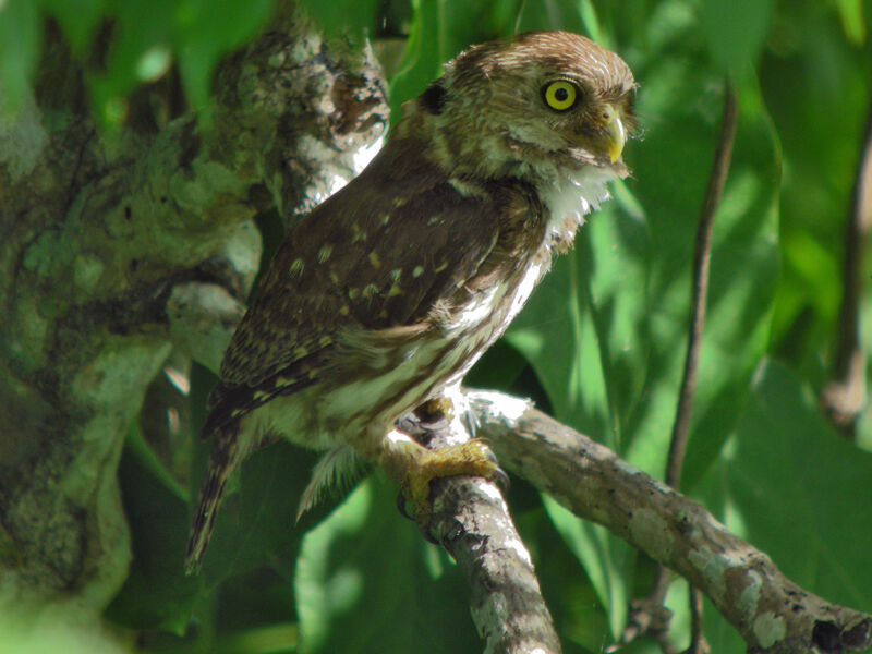 Ferruginous Pygmy Owl