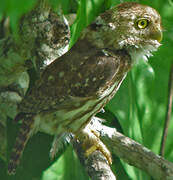 Ferruginous Pygmy Owl