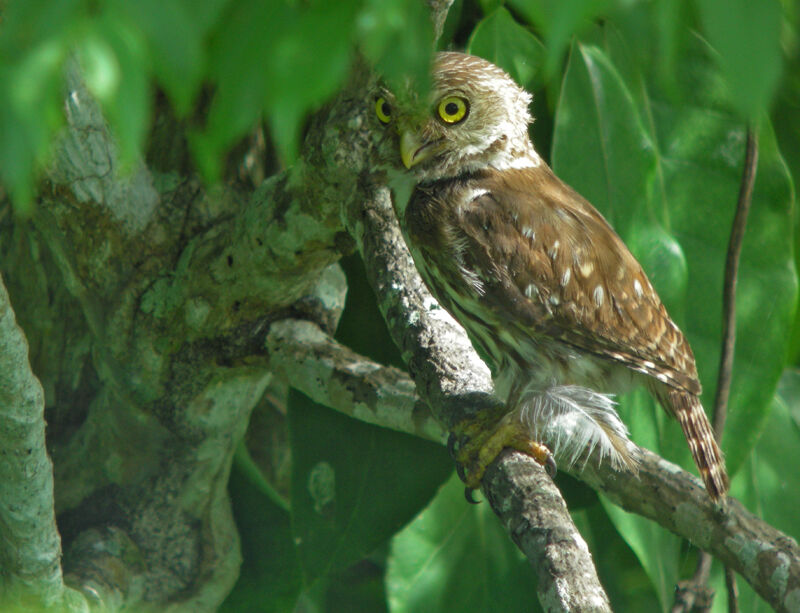 Ferruginous Pygmy Owl