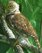 Ferruginous Pygmy Owl