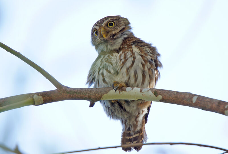 Ferruginous Pygmy Owl