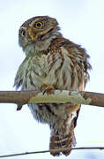 Ferruginous Pygmy Owl