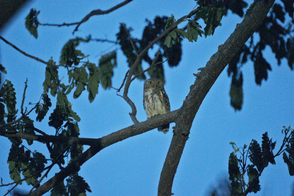 Asian Barred Owlet